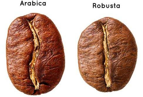 arabica robusta café grain de café fève santé arôme saveur sans allergènes buenavita
